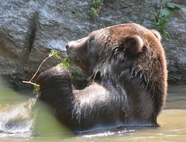 Adorable brown grizzly holding a twig while bathing