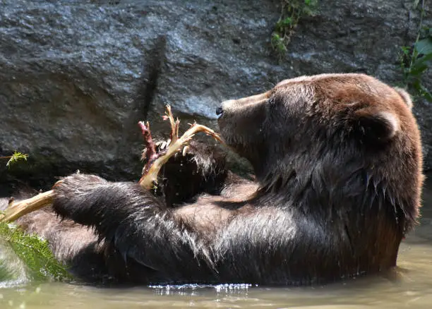 Beautiful peninsular bear bathing in the wild, while holding a tree branch