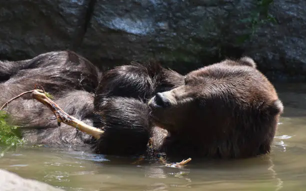 Cute brown grizzly in the wild holding onto a branch, while floating in the water