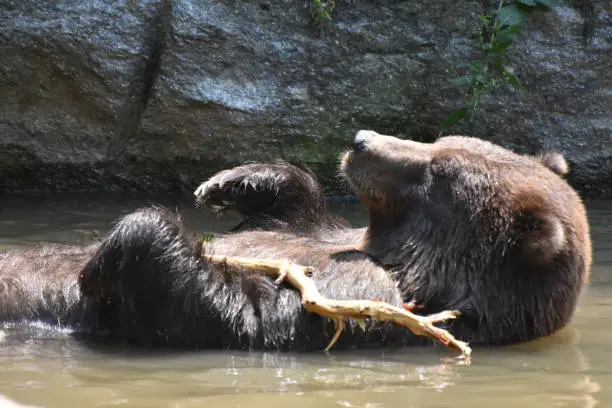 Cute brown bear holding a tree branch while floating on its back