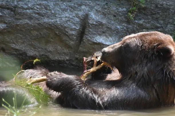 Wild Kodiak bear floating in the water while holding a tree branch