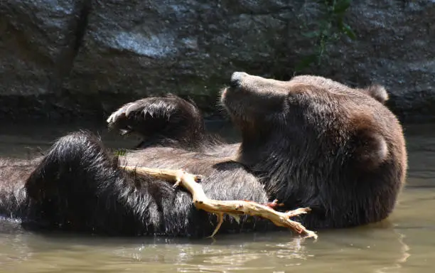 Brown Peninsular bear playing with a tree branch while bathing in the wild