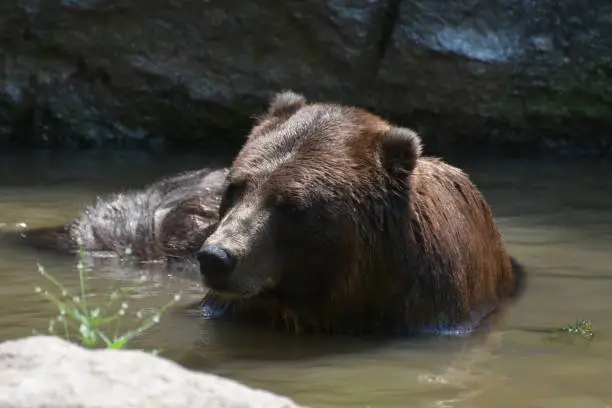 Wild brown grizzly in the wild bathing itself