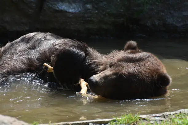 Wild brown Kodiak bear floating on its side