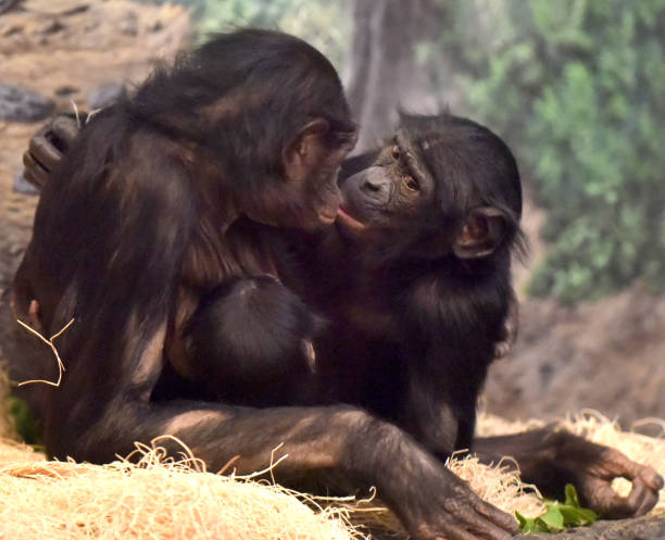 Bonobo Baby and Mom