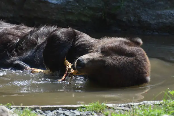 Brown bear floating on its side while playing with a tree branch