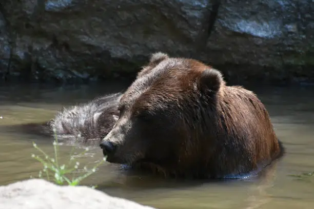 Beautiful brown bear bathing itself in the wild