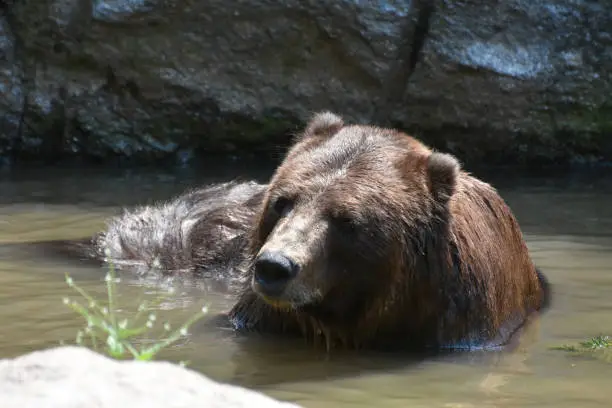 Brown kodiak bear bathing in the wild waters