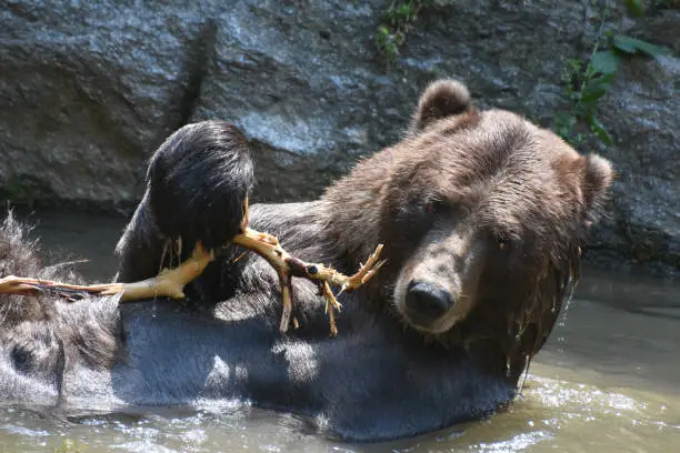 Wild peninsuar bear floating in on its back, while bathing.