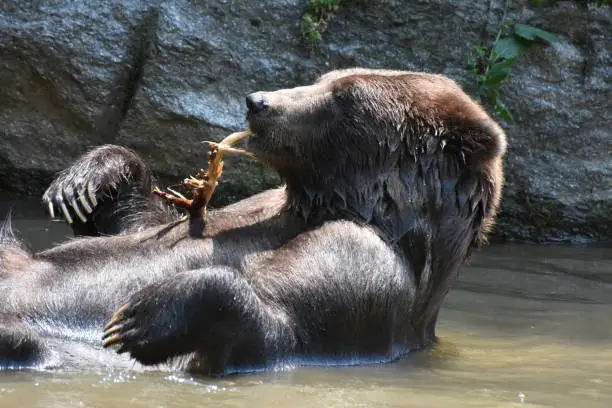 Brown bear bathing and nibbling on a tree branch