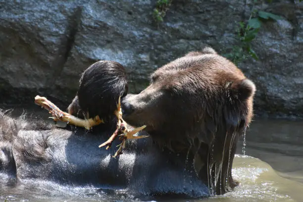 Wild brown bear bathing in the water with a tree branch