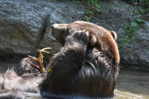 Brown bear itching its ear while taking a bath in the wild