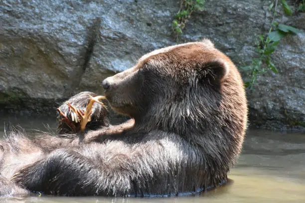 Wild brown peninsular grizzly floating on its back taking a bath
