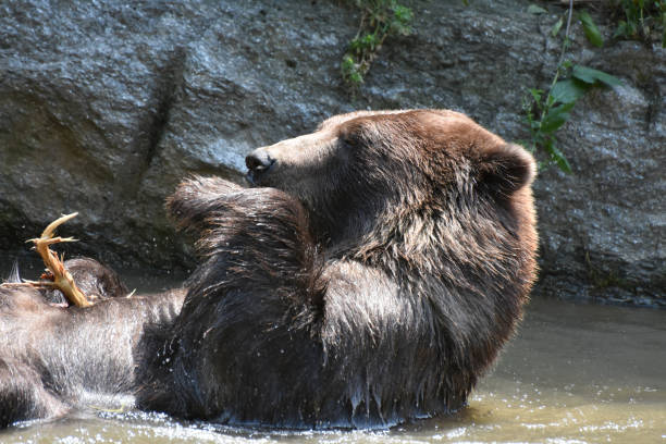 istock Playful Brown Bear Playing in Muddy Water 1138408486