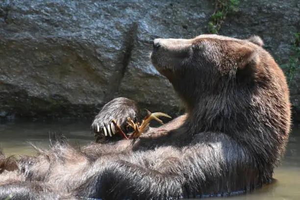 Brown Kodiak grizzly floating on its back while folding its arms