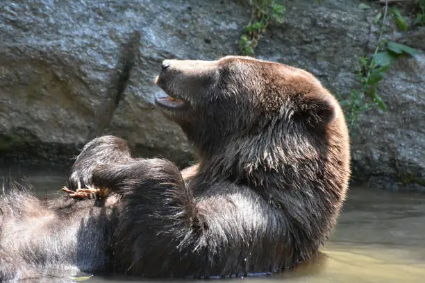 Wild silvertip grizzly bathing with its mouth open