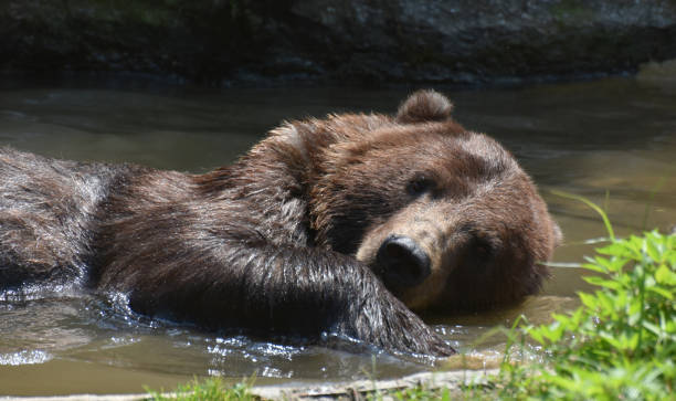 istock Playful Brown Bear Playing in Muddy Water 1138408553