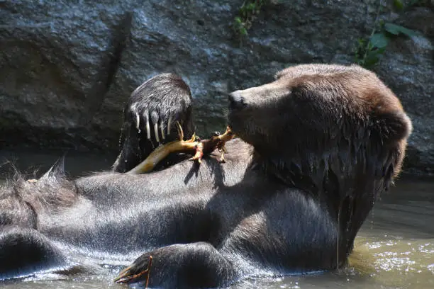 Wild brown grizzly floating on its back, and playing with a tree branch while bathing