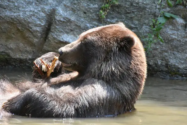 Wild brown bear bathing in the wild playing with a tree branch