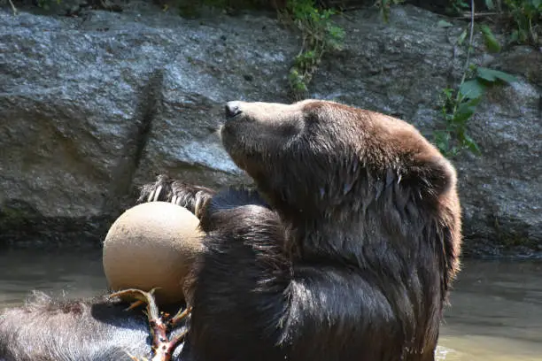 Cute brown kodiak bear plaing with a ball while bathing