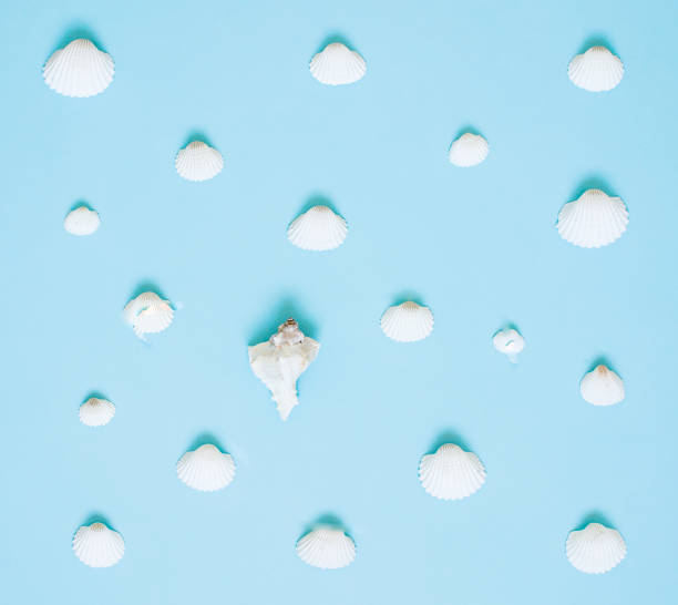 istock Composition of exotic sea shells on a blue background 1138410930