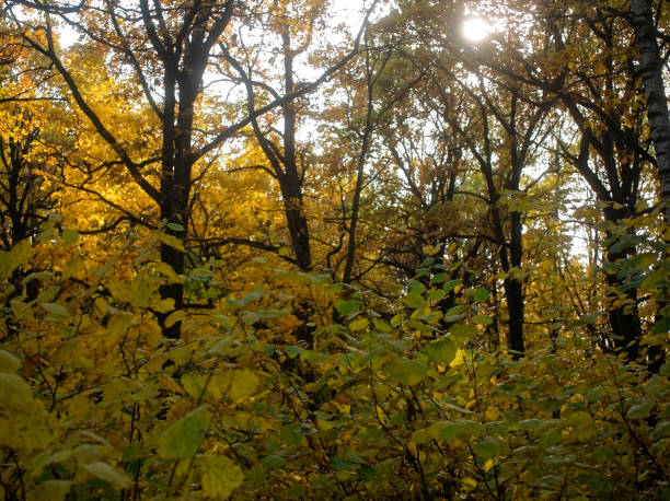 istock bright yellow autumn leaves on a clear day 1138413861