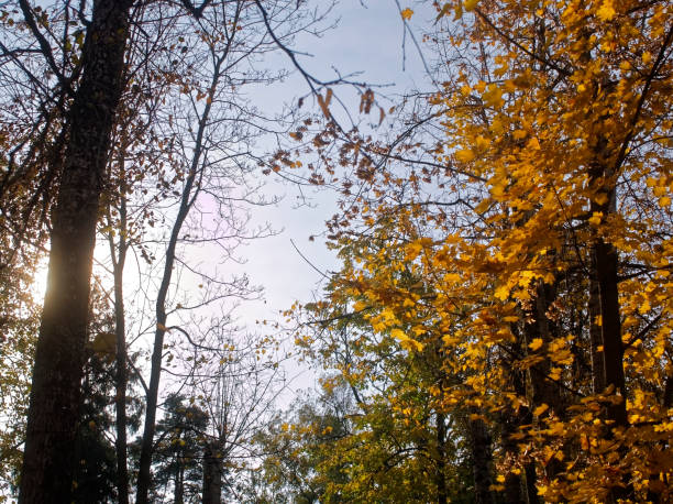 istock bright yellow autumn leaves on a clear day 1138415767