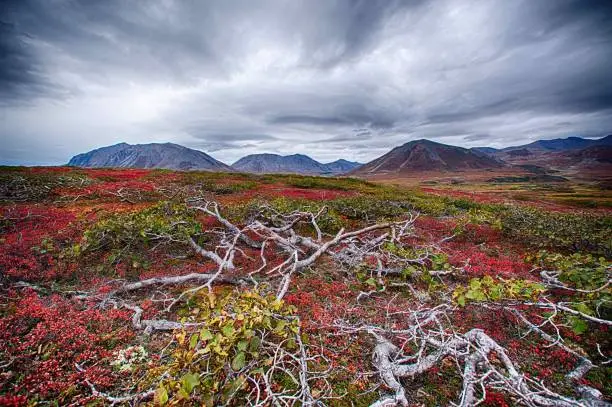 Tundra Landscape, Nunavut