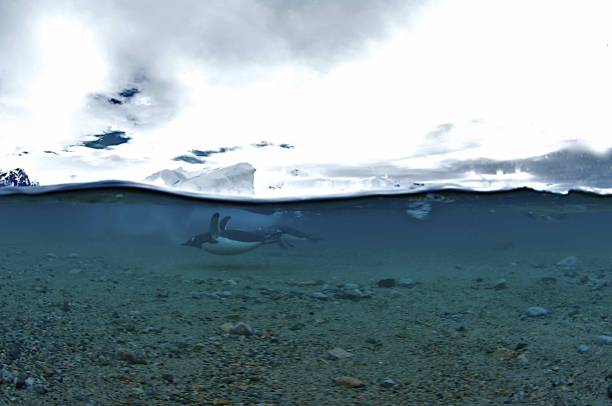 Gentoo Penguin (Pygoscelis papua) Swimming, Neko Harbour, Antarctic Peninsula, Antartica