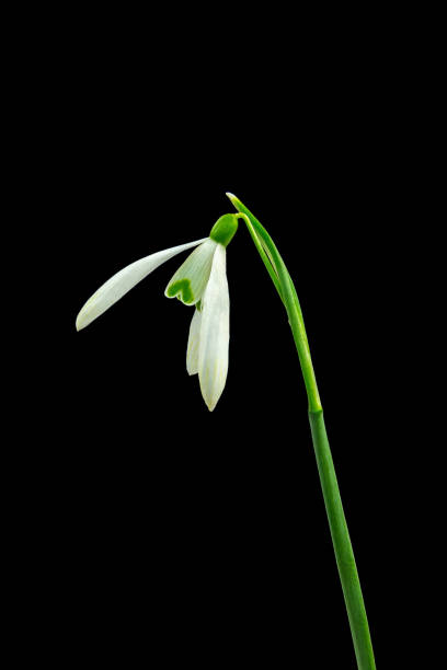 White spring flowers of snowdrop isolated on black background