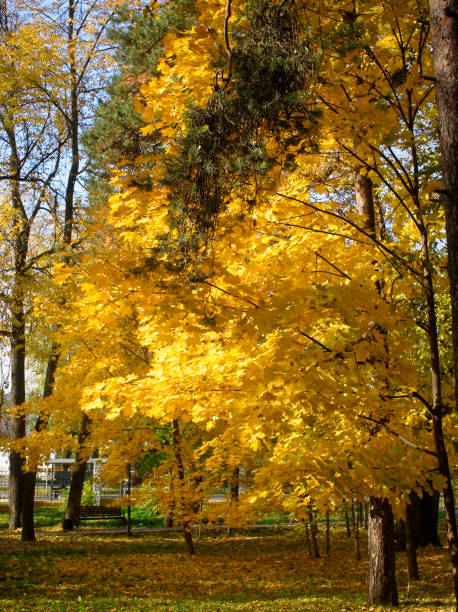 istock bright yellow autumn leaves on a clear day 1138417932