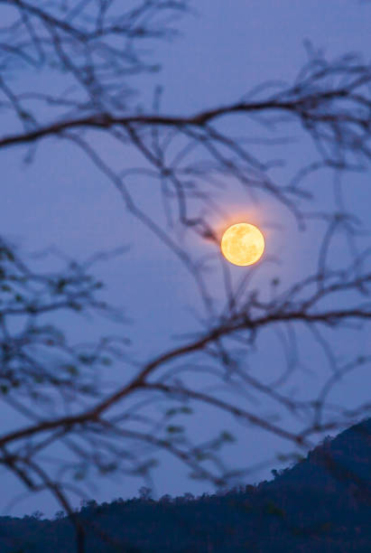 istock Night sky with full moon behind blurred bare branches of tree. 1138418075