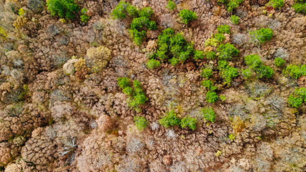 istock Woodland Forest Drone aerials 1138418592