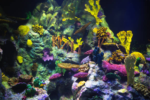 istock colorful aquarium background with underwater plants 1138419451