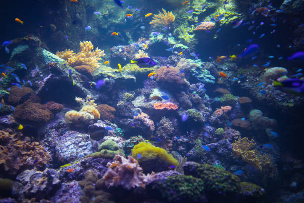 istock colorful aquarium background with underwater plants 1138419576