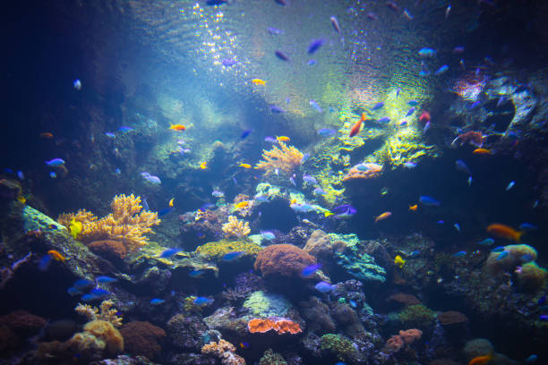 istock colorful aquarium background with underwater plants 1138419665
