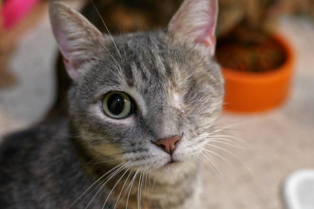 istock one eyed gray tabby cat looking at camera 1138419987