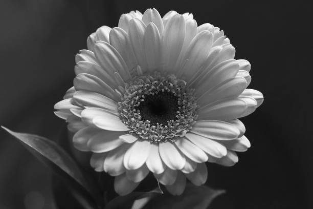 istock Closeup of a Gerbera Flower from Above 1138420028