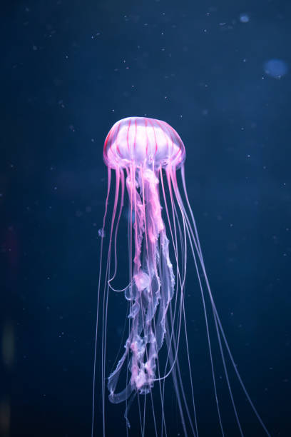 istock glowing jellyfish chrysaora pacifica underwater 1138421220