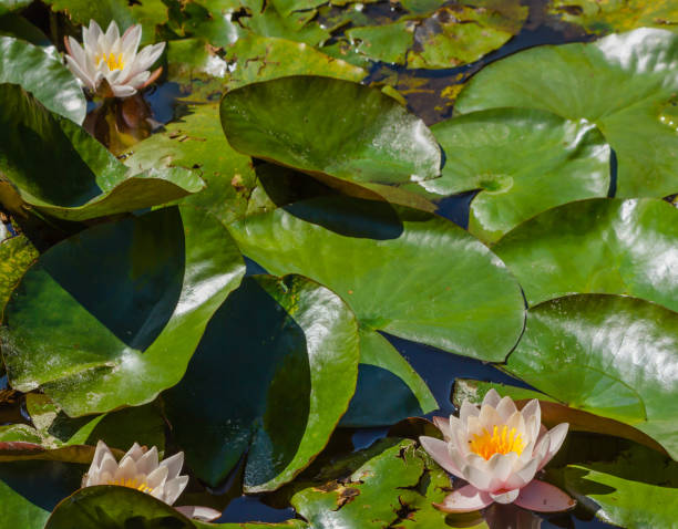 istock water lilies blooming in a pond 1138421301