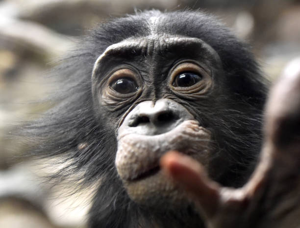 istock Bonobo Baby 1138421572
