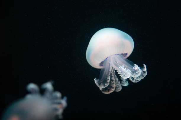 istock jellyfish rhizostoma pulmo underwater 1138421852