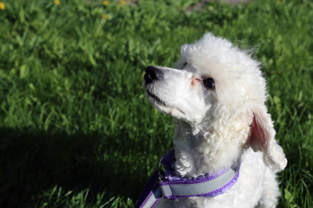 istock White Young Miniature Poodle Outdoors on a Green Grass 1138421971
