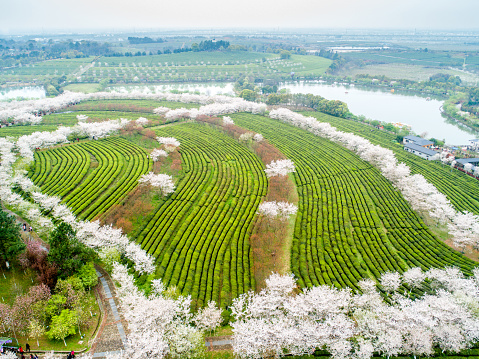 Bird's eye view of cherry blossom road in tea planting garden