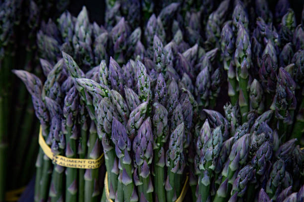 Beautiful Bunches Freshly Harvested Purple Asparagus Being offered At A Local Farmers Market A Close-Up Shot Of The Purple Tips Of Newly Picked Asparagus At An Artisan Produce Market grow Asparagus  stock pictures, royalty-free photos & images