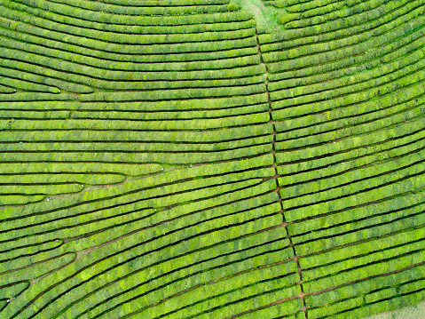 Aerial photography tea garden, modern agriculture