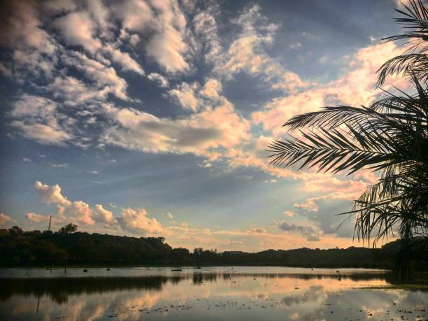 Sunset palm stock photo
