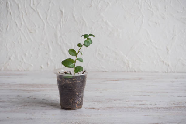 istock Myrsine seedling in the pot on the table. 1138423437
