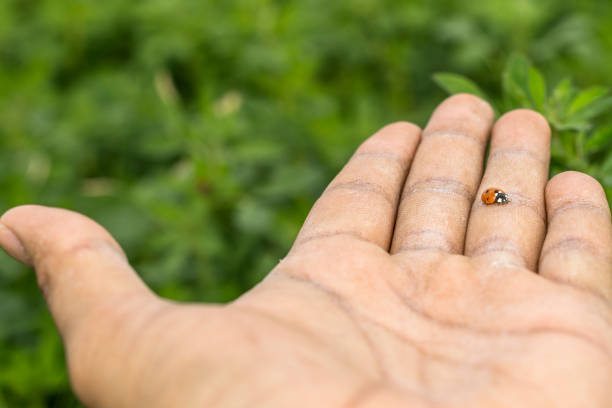 istock red lady bug or friendly plants bug on the hand of a white man and green fields in the background 1138424012