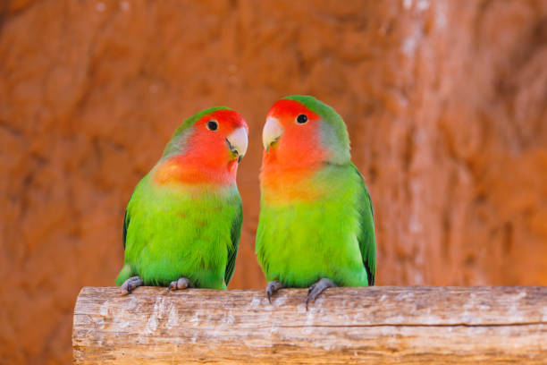 istock parrots couple on a branch 1138424039